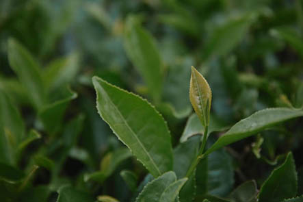 石上清泉女兒綠茶300g