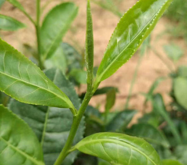 木蘭沾露女兒紅茶